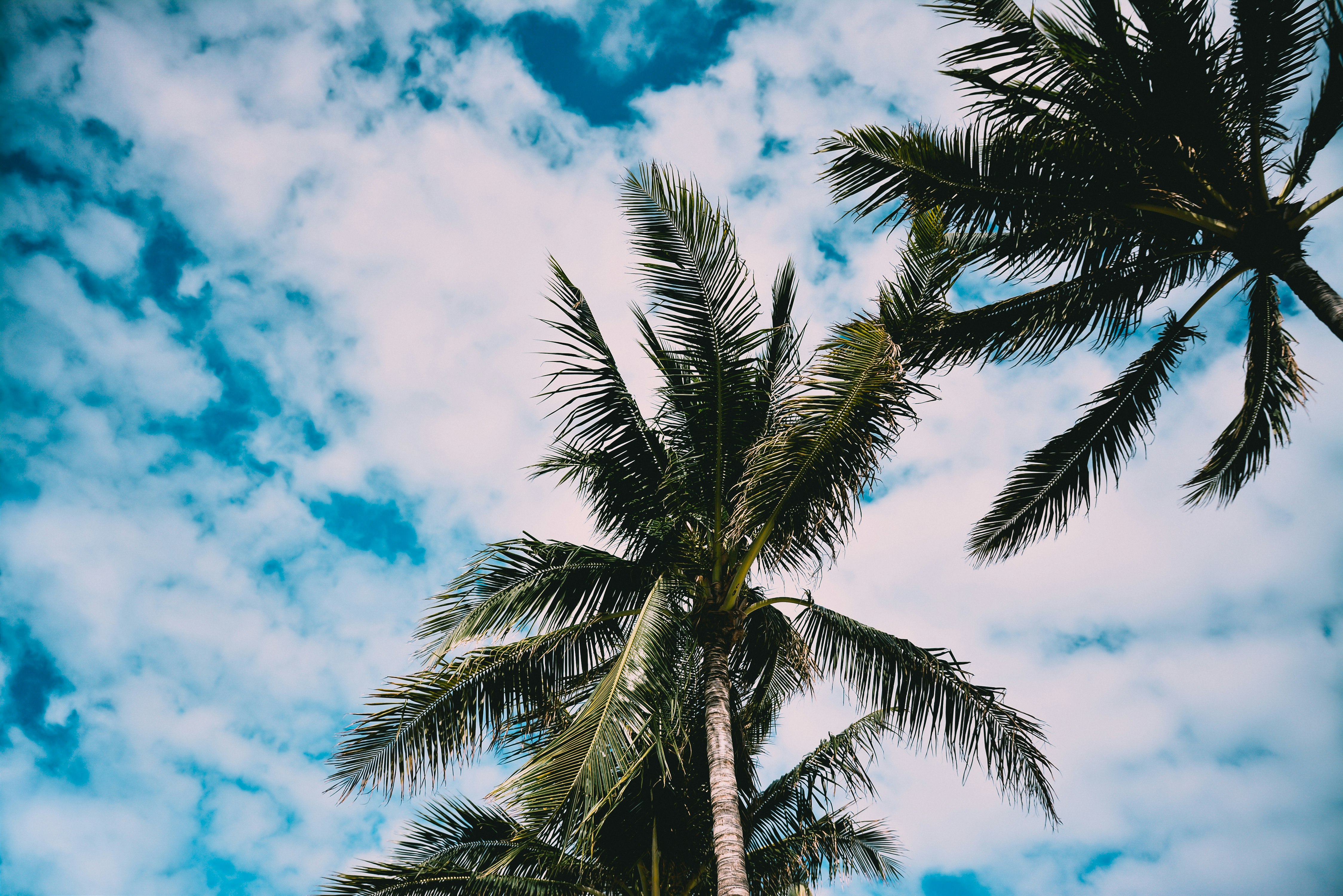 low angle photography of two palm trees under cloudy sky during daytime
